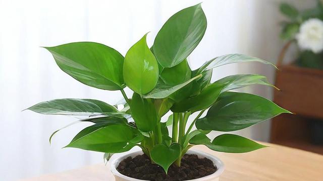 最适合新手的最好养的绿植推荐及养护技巧