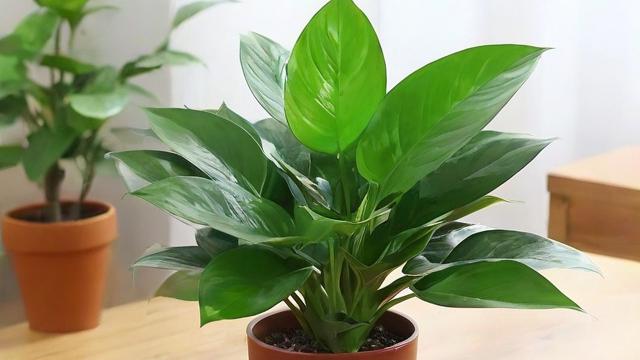 最适合新手的最好养的绿植推荐及养护技巧  第3张