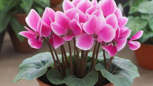 仙客来种子种植全攻略：从发芽到开花的详细步骤  第2张