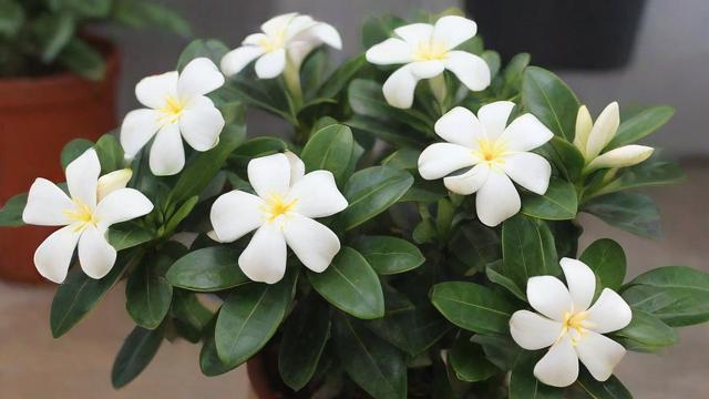 金边瑞香花养殖方法及选购技巧，助你轻松养出健康美丽的植株