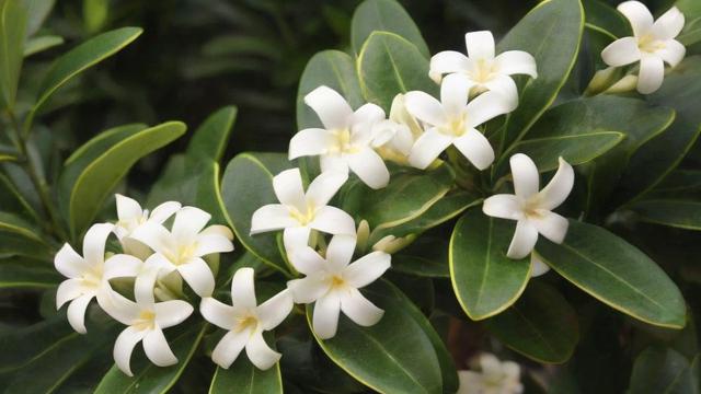 金边瑞香花养殖方法及选购技巧,助你轻松养出健康美丽的植株 第2张 金边瑞香花养殖方法及选购技巧,助你轻松养出健康美丽的植株 第2张