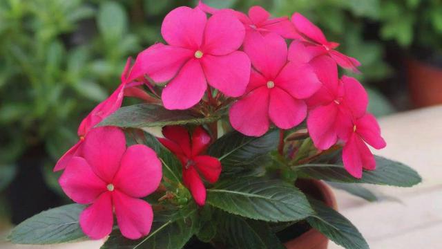 非洲凤仙花种植技巧与养护方法，助你轻松养出美丽盆栽