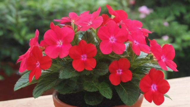 非洲凤仙花种植技巧与养护方法,助你轻松养出美丽盆栽 第2张 非洲凤仙花种植技巧与养护方法,助你轻松养出美丽盆栽 第2张