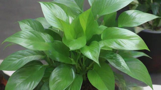 常见植物的种类、特点及养护方法，让你的生活更美好