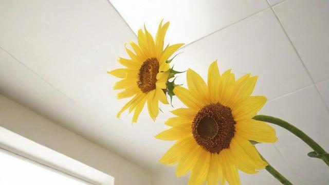 天花板漏水原因分析及解决办法大全 第4张 天花板漏水原因分析及解决办法大全 第4张