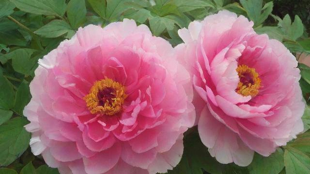 花卉大全图片:欣赏与了解每一种花卉的独特魅力 第2张 花卉大全图片:欣赏与了解每一种花卉的独特魅力 第2张