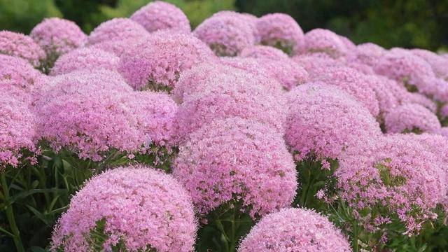 粉色满天星的种植技巧与商业价值分析，打造浪漫园艺空间  第3张