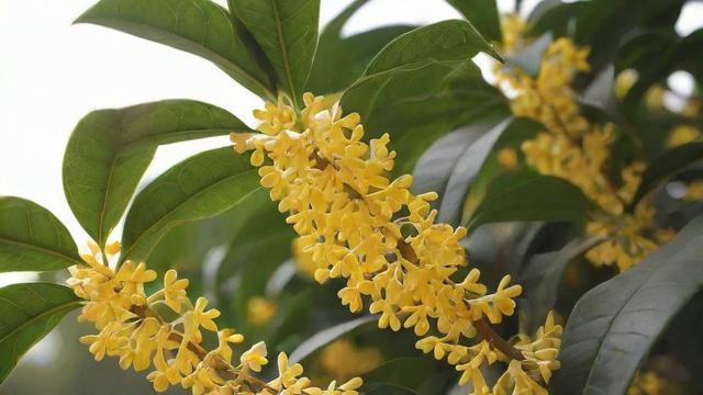 桂花树价格全解析:规格、渠道与性价比指南 第2张 桂花树价格全解析:规格、渠道与性价比指南 第2张