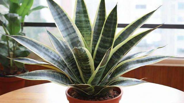 金边虎皮兰养护与繁殖技巧,让你轻松成为植物达人 第2张 金边虎皮兰养护与繁殖技巧,让你轻松成为植物达人 第2张