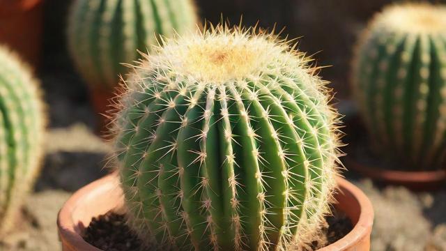 探索仙人掌品种的世界:从常见到稀有,全面了解仙人掌的魅力 第3张 探索仙人掌品种的世界:从常见到稀有,全面了解仙人掌的魅力 第3张